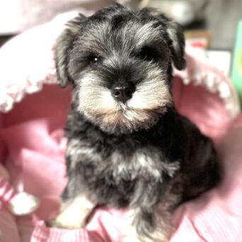 ミニチュアシュナウザー　美晴・１くんサムネイル