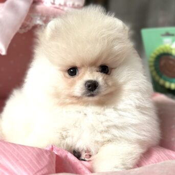 ポメラニアン　ぷっちん・１ちゃんサムネイル