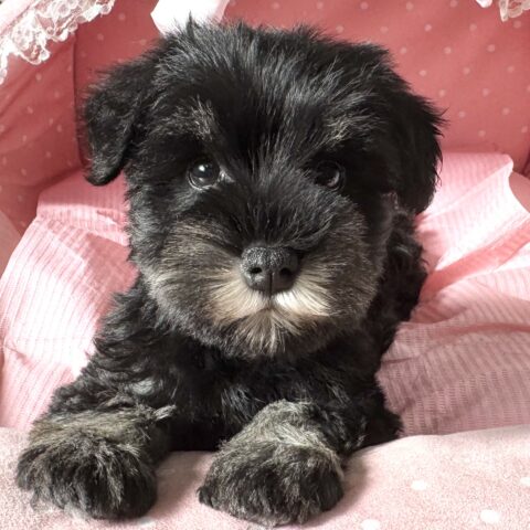 ミニチュアシュナウザー　うき・２ちゃん