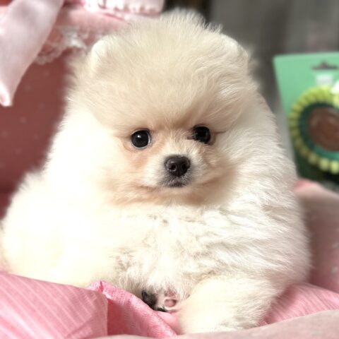 ポメラニアン　ぷっちん・１ちゃん