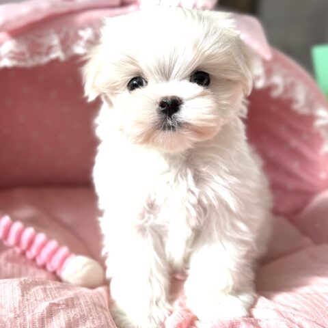 マルチーズ　エラン・１ちゃん