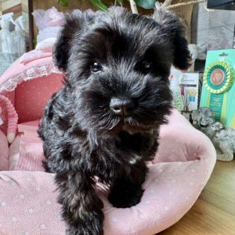 ミニチュアシュナウザー　マリエ・４ちゃんサムネイル