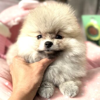 ポメラニアン　ぷっちん・２ちゃんサムネイル