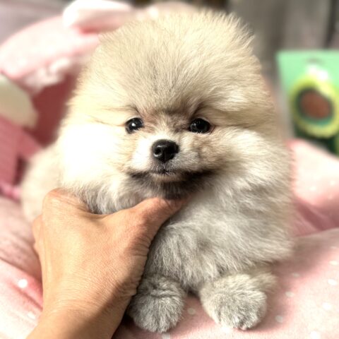 ポメラニアン　ぷっちん・２ちゃん