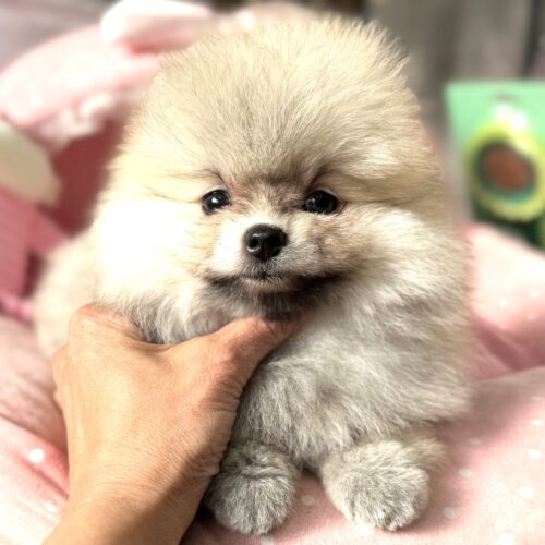 ポメラニアン　ぷっちん・２ちゃん