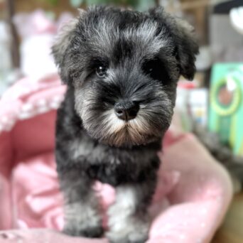 ミニチュアシュナウザー　セラン・３くんサムネイル