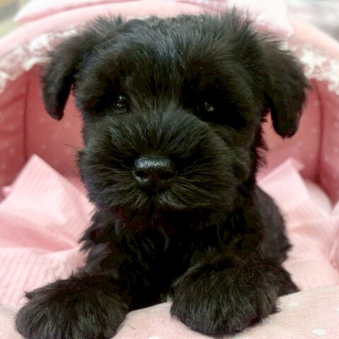 ミニチュアシュナウザー　マリエ・１くん