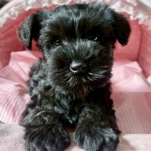 ミニチュアシュナウザー　マリエ・２くん