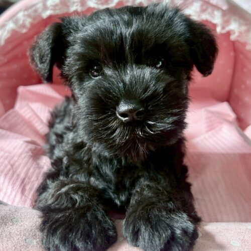 ミニチュアシュナウザー　マリエ・２くん