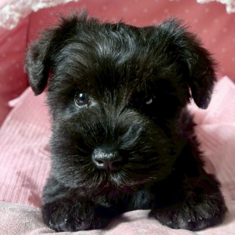 ミニチュアシュナウザー　マリエ・３ちゃん