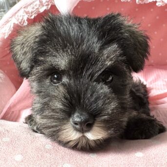 ミニチュアシュナウザー　うき・１ちゃんサムネイル