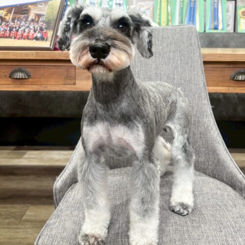 お母さん卒業犬　Aちゃん