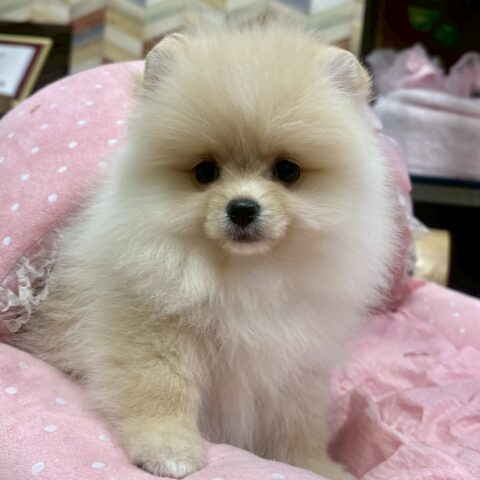 ポメラニアン　ぽむ・２ちゃん