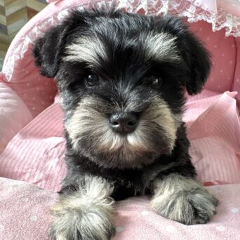 ミニチュアシュナウザー　ゆうり・２ちゃんサムネイル