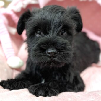 ミニチュアシュナウザー　のんのん・１ちゃんサムネイル