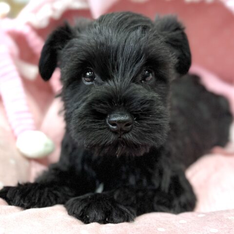 ミニチュアシュナウザー　のんのん・１ちゃん