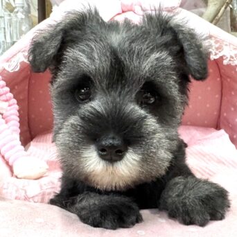 ミニチュアシュナウザー　ナナ・１ちゃんサムネイル