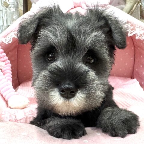 ミニチュアシュナウザー　ナナ・１ちゃん