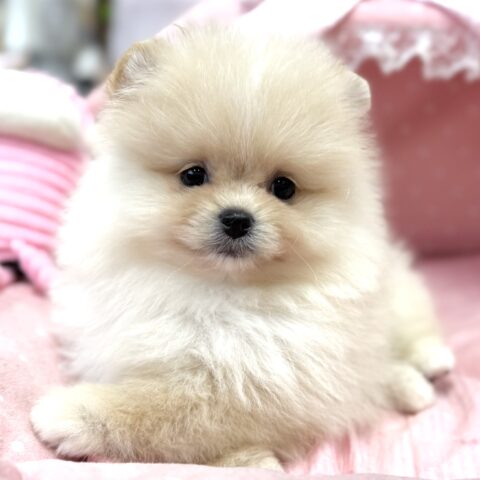 ポメラニアン　ぽむ・２ちゃん