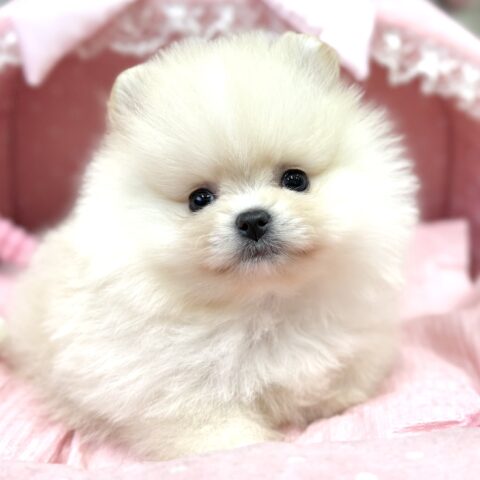 ポメラニアン　ぽむ・３ちゃん