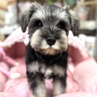 ミニチュアシュナウザー　さくら・１くんサムネイル