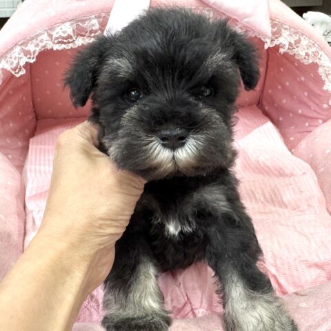 ミニチュアシュナウザー　ちさと・１ちゃん