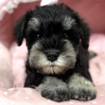 ミニチュアシュナウザー　ちさと・２くんサムネイル