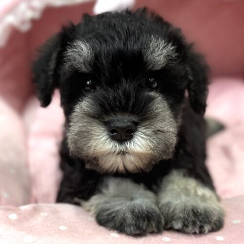 ミニチュアシュナウザー　ちさと・２くん