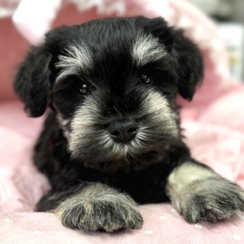 ミニチュアシュナウザー　ちさと・３くん