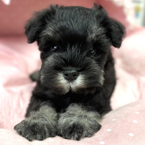 ミニチュアシュナウザー・ちさと・４くん