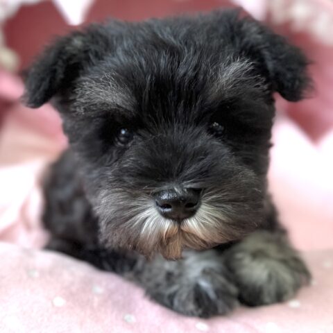 ミニチュアシュナウザー　ちさと・１ちゃん