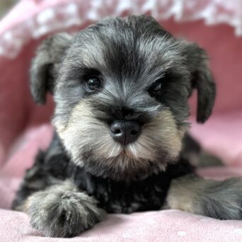 ミニチュアシュナウザー　ゆうり・３くんサムネイル