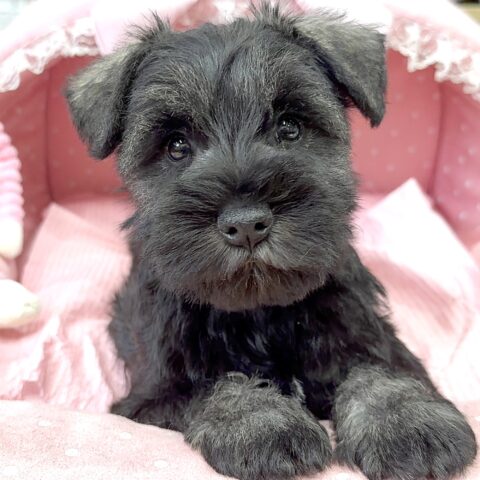 ミニチュアシュナウザー　のんのん・２ちゃん