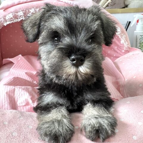 ミニチュアシュナウザー　ゆうり・４くん