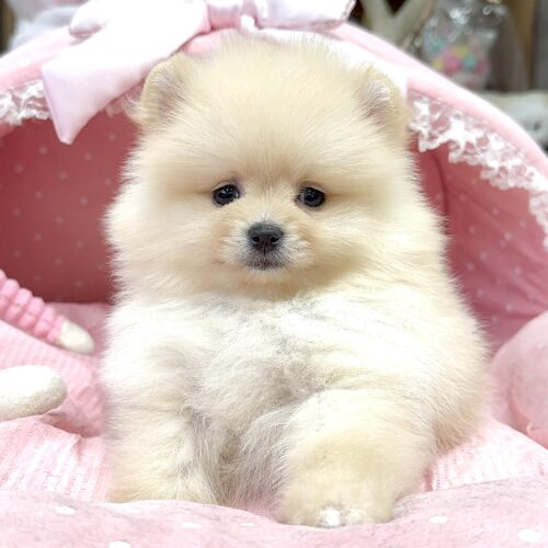 ポメラニアン　ぽむ・４ちゃん