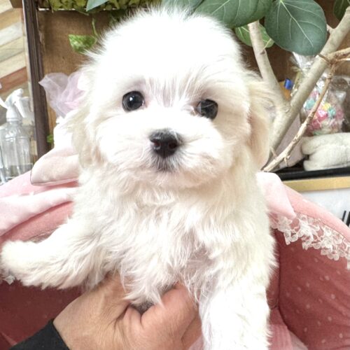 マルチーズ　ゆき・１ちゃん