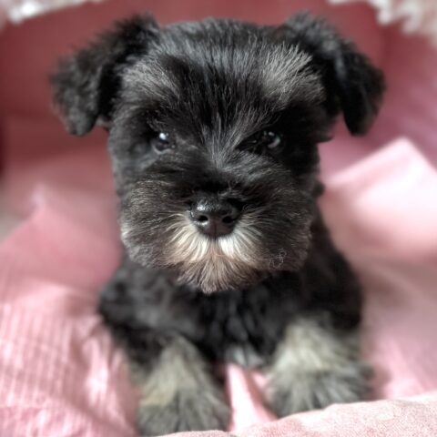 ミニチュアシュナウザー　ゆうり・１くん