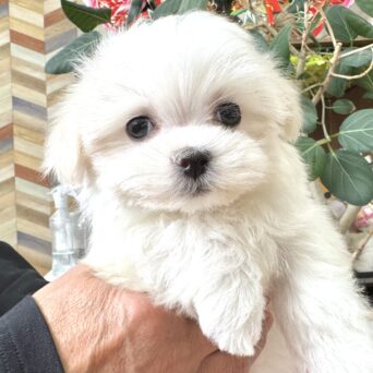 マルチーズ　ゆき・２ちゃんサムネイル