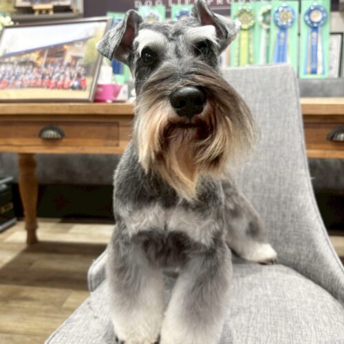 里親様募集　Eくん　1歳半