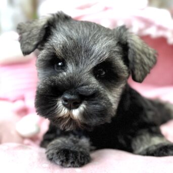 ミニチュアシュナウザー　シング・１ちゃんサムネイル