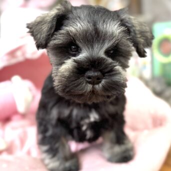 ミニチュアシュナウザー　シング・２ちゃんサムネイル