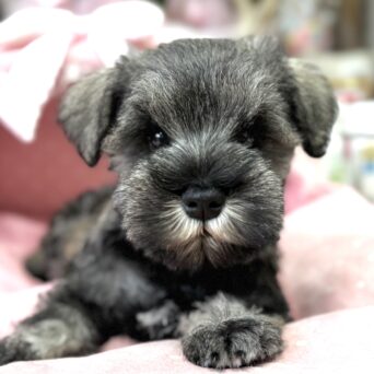 ミニチュアシュナウザー　シング・３くんサムネイル