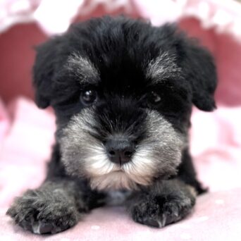 ミニチュアシュナウザー　らんか・１くんサムネイル