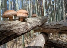 椎茸サムネイル