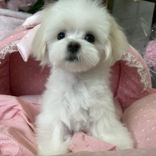 マルチーズ　エラン・２ちゃん