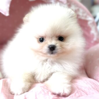 ポメラニアン　シャネル・２ちゃんサムネイル