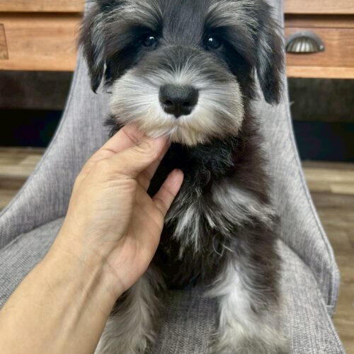 ミニチュアシュナウザー　るんか・４くん