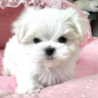 マルチーズ　シュガー・３ちゃんサムネイル