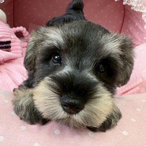 ミニチュアシュナウザー　みこと・１くん