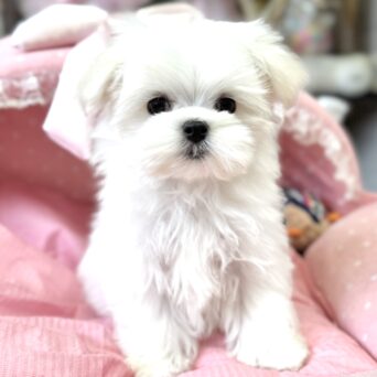 マルチーズ　シュガー・３ちゃんサムネイル